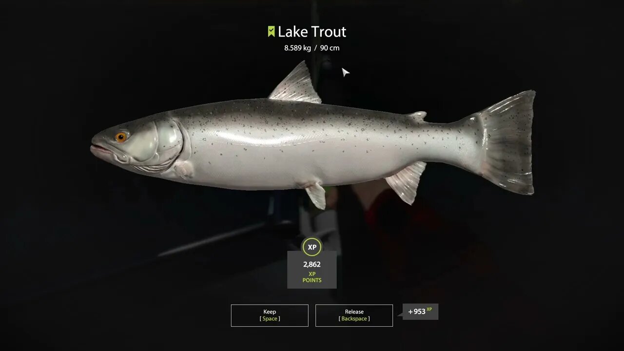 Russian Fishing 4 Kuori lake Lake Trout 8.589 Kg