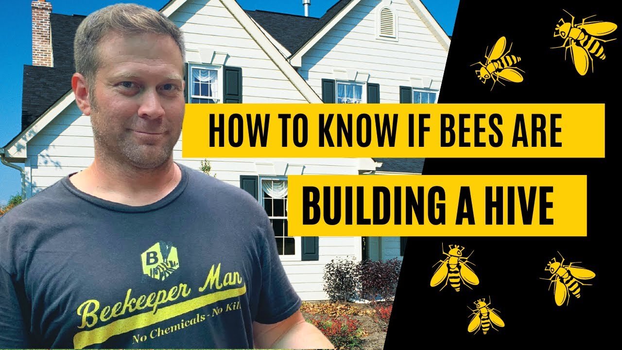 How To Know If Bees Are Living In Your House