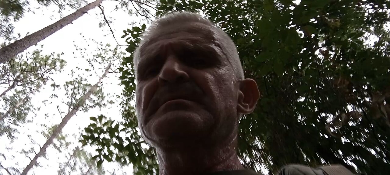 The Swans Are Nesting At The Lake