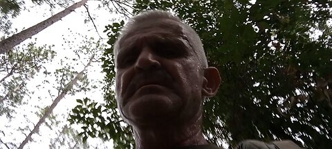 The Swans Are Nesting At The Lake