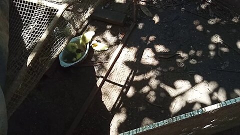 Muscovy Ducklings playing in a water bowl