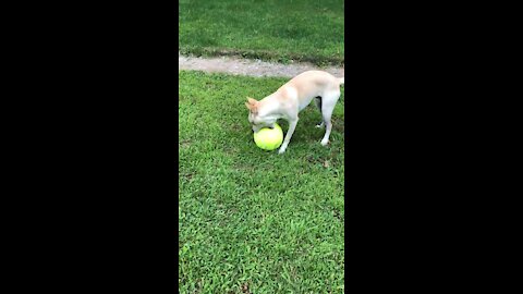 The pup playing with his new ball