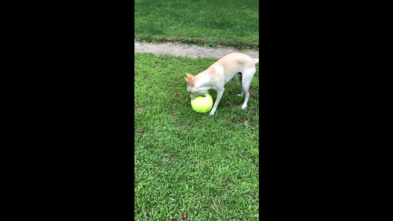 The pup playing with his new ball