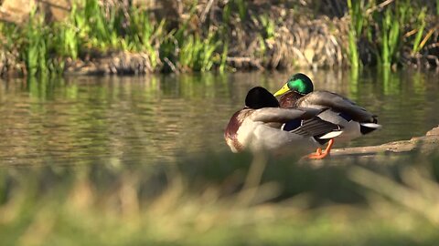 the charm of nature