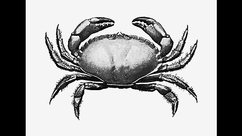 Crabs Have feelings too🦀