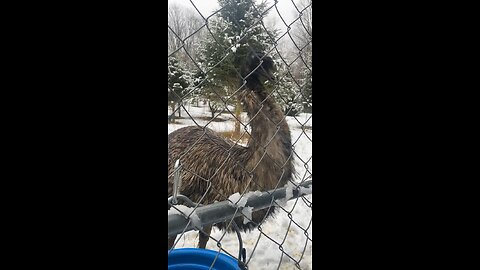 Giant friendly Emu posing for photos enjoying the outdoors