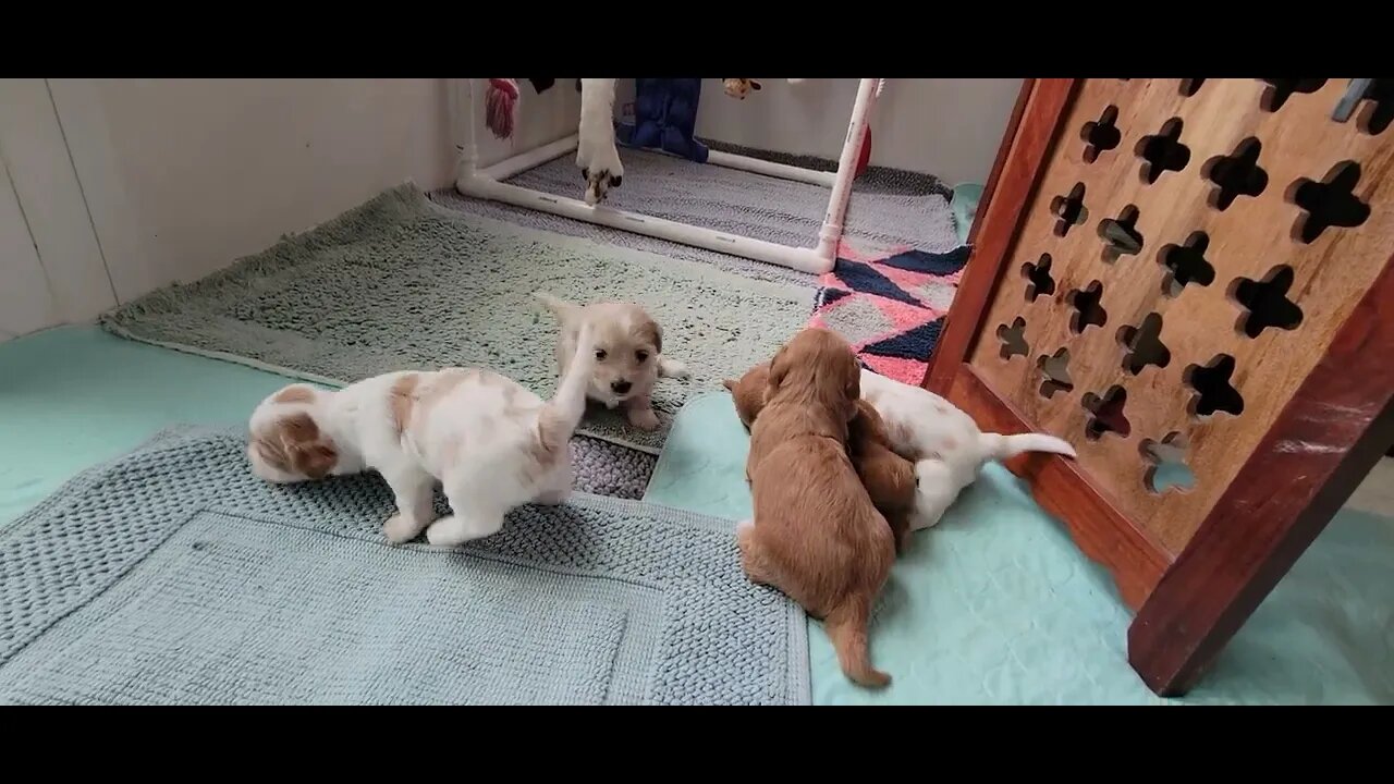 'W' Litter -1 day shy of 3 wks old(4)