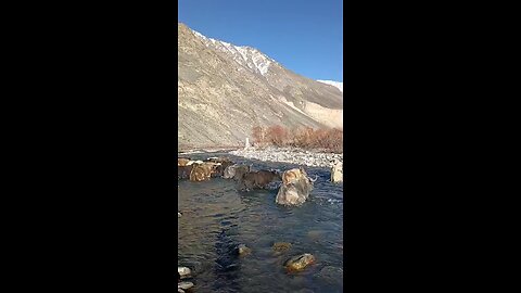 Yaks crossing River