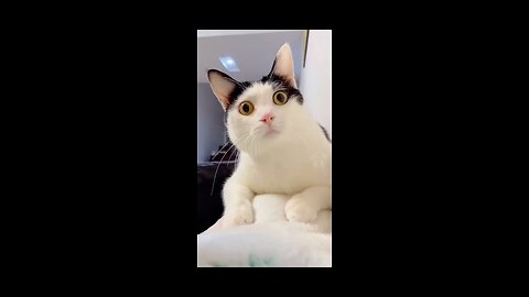 Beautiful cats video