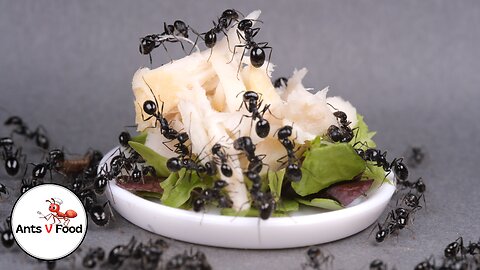 Time Lapse Ant Colony Eating Tuna Salad