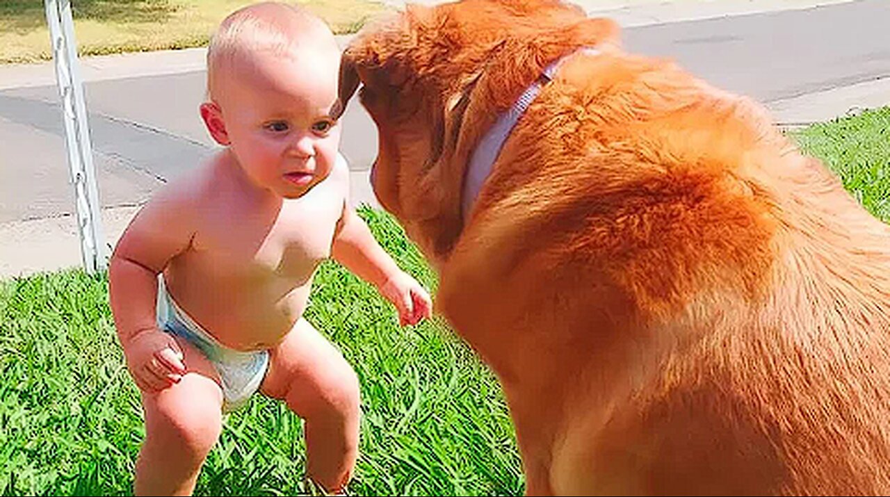 Best video of Cute Babies and Pets - Funny Baby and Pet