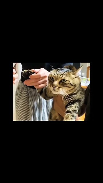 The face.. 😂 | #shorts #cat #catlover #shortsfeed