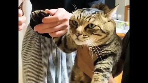 The face.. 😂 | #shorts #cat #catlover #shortsfeed