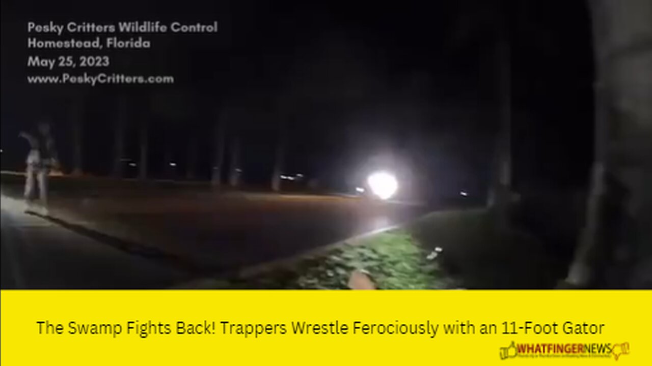 The Swamp Fights Back! Trappers Wrestle Ferociously with an 11-Foot Gator