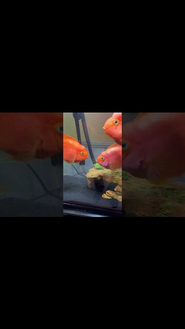 Fish fighting each other