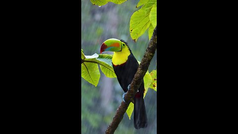 Beautiful Bird