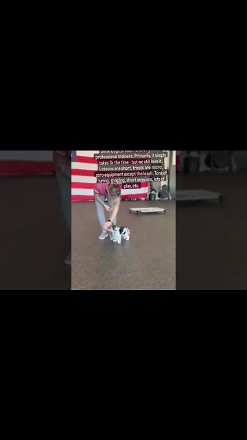 Little Dogs Need Training Too...