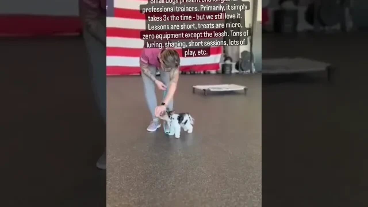 Little Dogs Need Training Too...