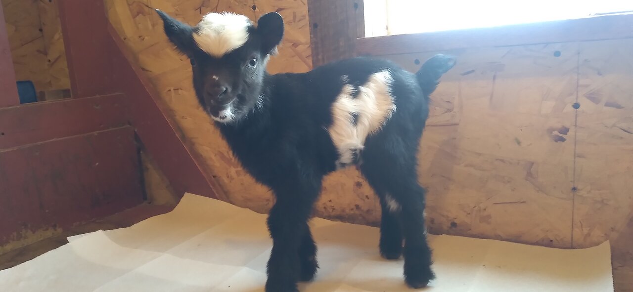 Update on Nigerian Dwarf Goat Doe Queen Mab and her Twin Bucklings