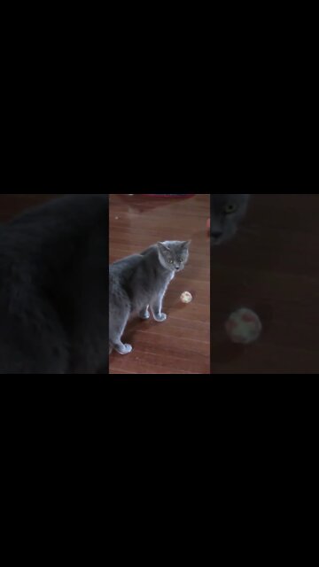 Emily Meowing With Her Toys In Her Mouth #Shorts 😻