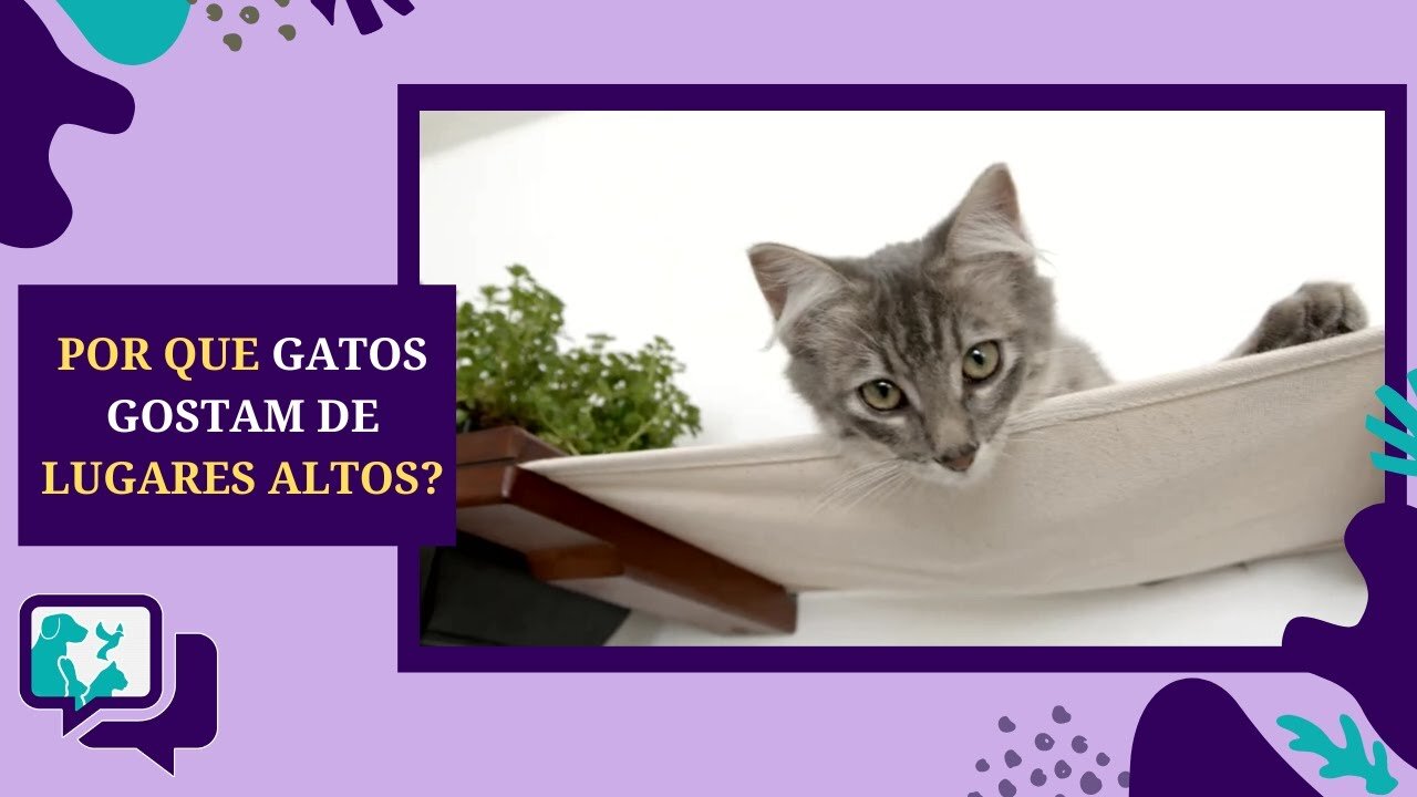 Por que os GATOS gostam de LUGARES ALTOS?