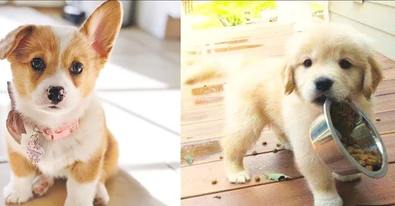Funniest dog videos in 2022,