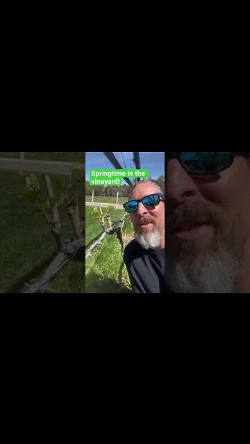 Springtime in the vineyards at Ashton Creek #shorts