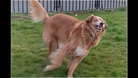 Troll Prank Dog Funny & fake Lion and Fake Tiger Prank To dog & Huge Box Prank to dog