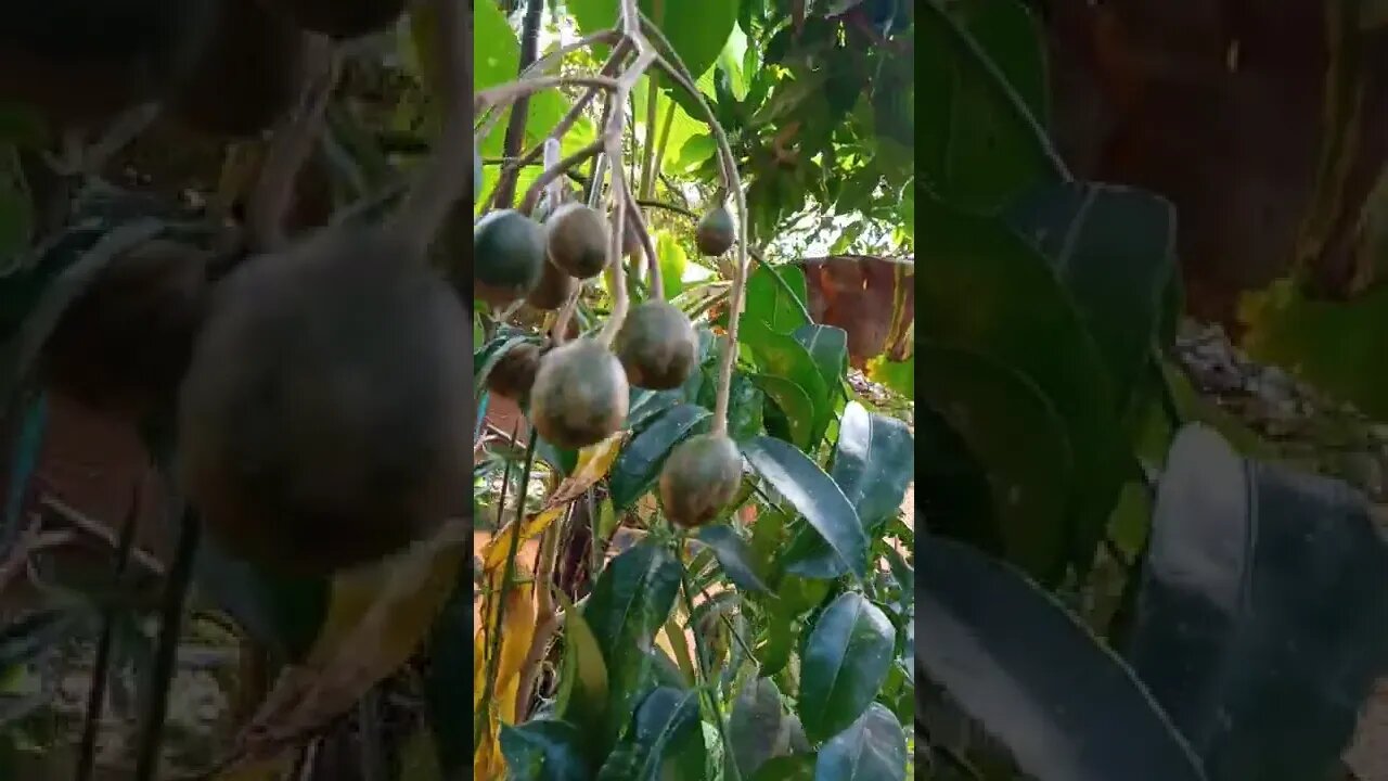 Pohon kedongdong mini