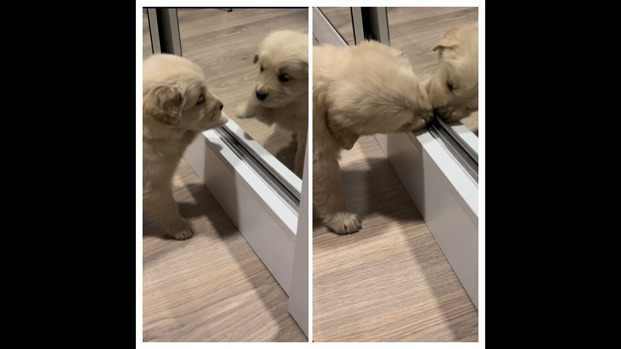 Puppy Tries To Make Contact With Mirror Reflection