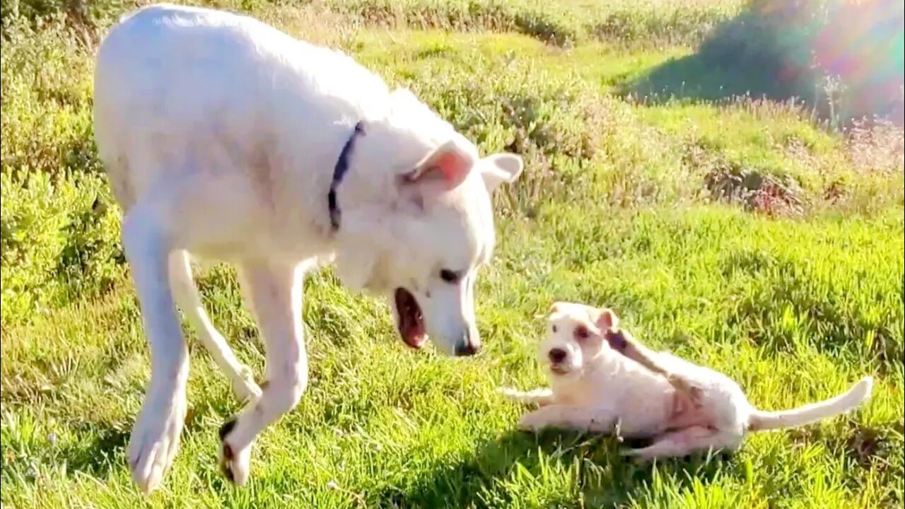 [jack Russell Terrier Ares] small doggie plays with big doggie in a peaceful sunset