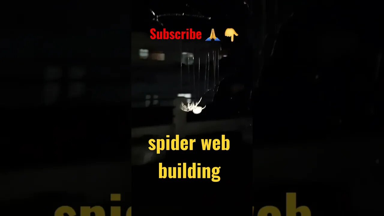 Spider web building 🕷#spider #shorts #subscribe #youtubeviralvideo #aartishaileshvlogs