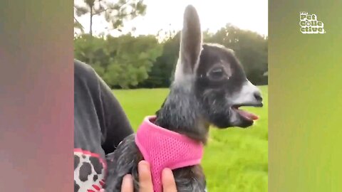 fuuny animals vidoe