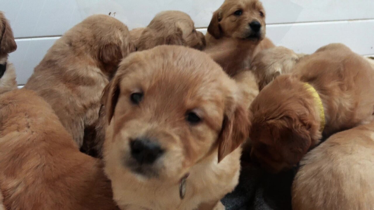 Adorable newborn puppies climb all over each other at nap time