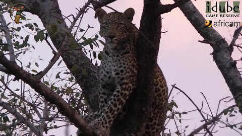 Scotia Female Leopard - Year 2, Independence - 14: Lost A Meal To Painted Dogs