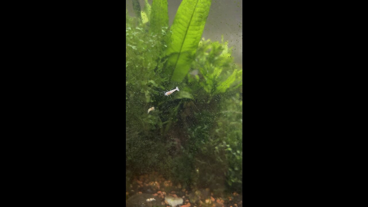 Taiwan Bee Shrimp