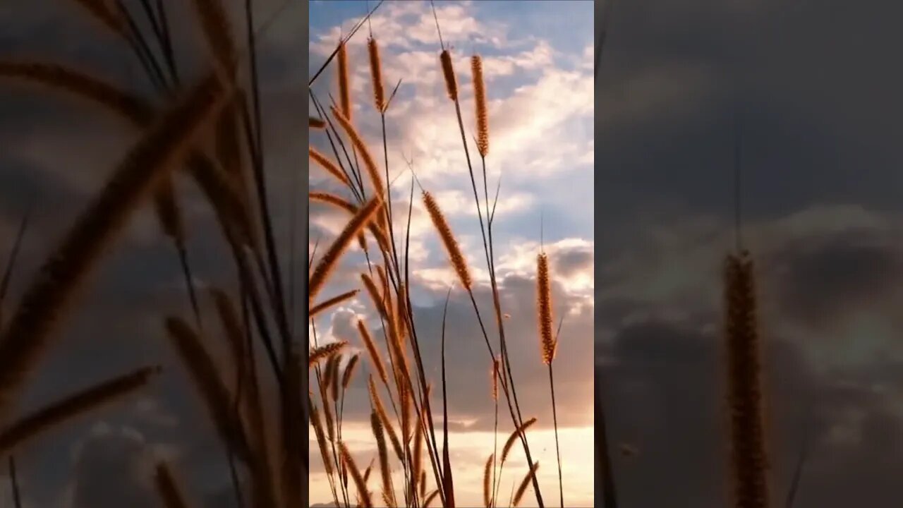 Bunga Rumput di Padang Rumput Alami Melambai Dengan Semilir Angin Di Atas Langit Matahari Terbenam