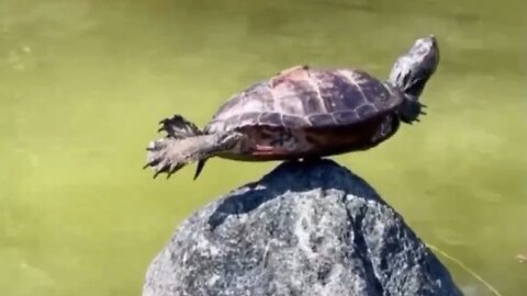 Turtle Living The Best Life…