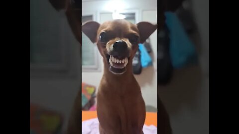 CACHORRO FELIZ