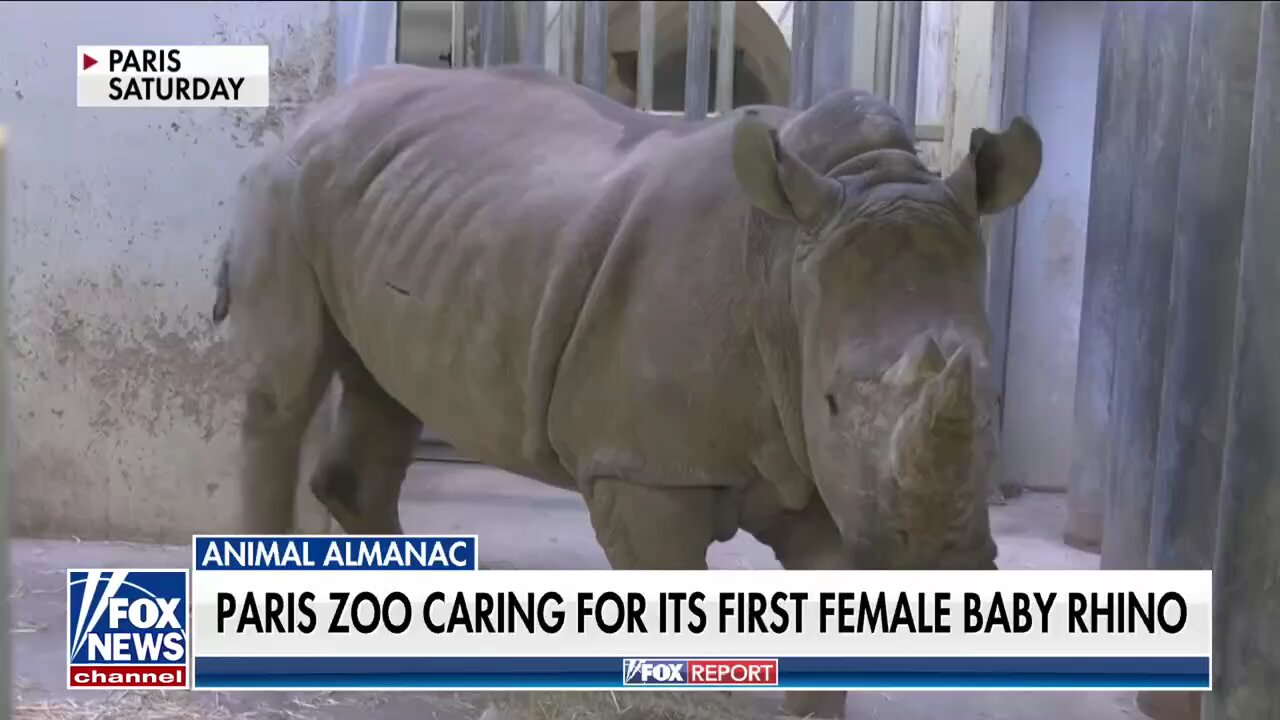 News: PARIS ZOO CARING FOR ITS FIRST FEMALE BABY RHINO