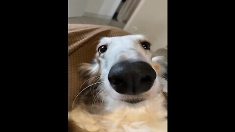 Funny Long Nose Dog | funny cute moments | The resemblance is uncanny funny dogs