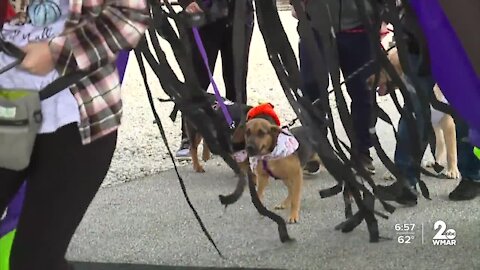 B&O Railroad Museum host 'Tails On Rails' for dog owners