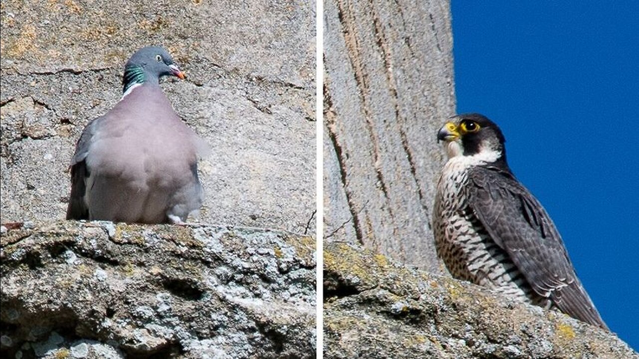 FALCON VS PIGEON