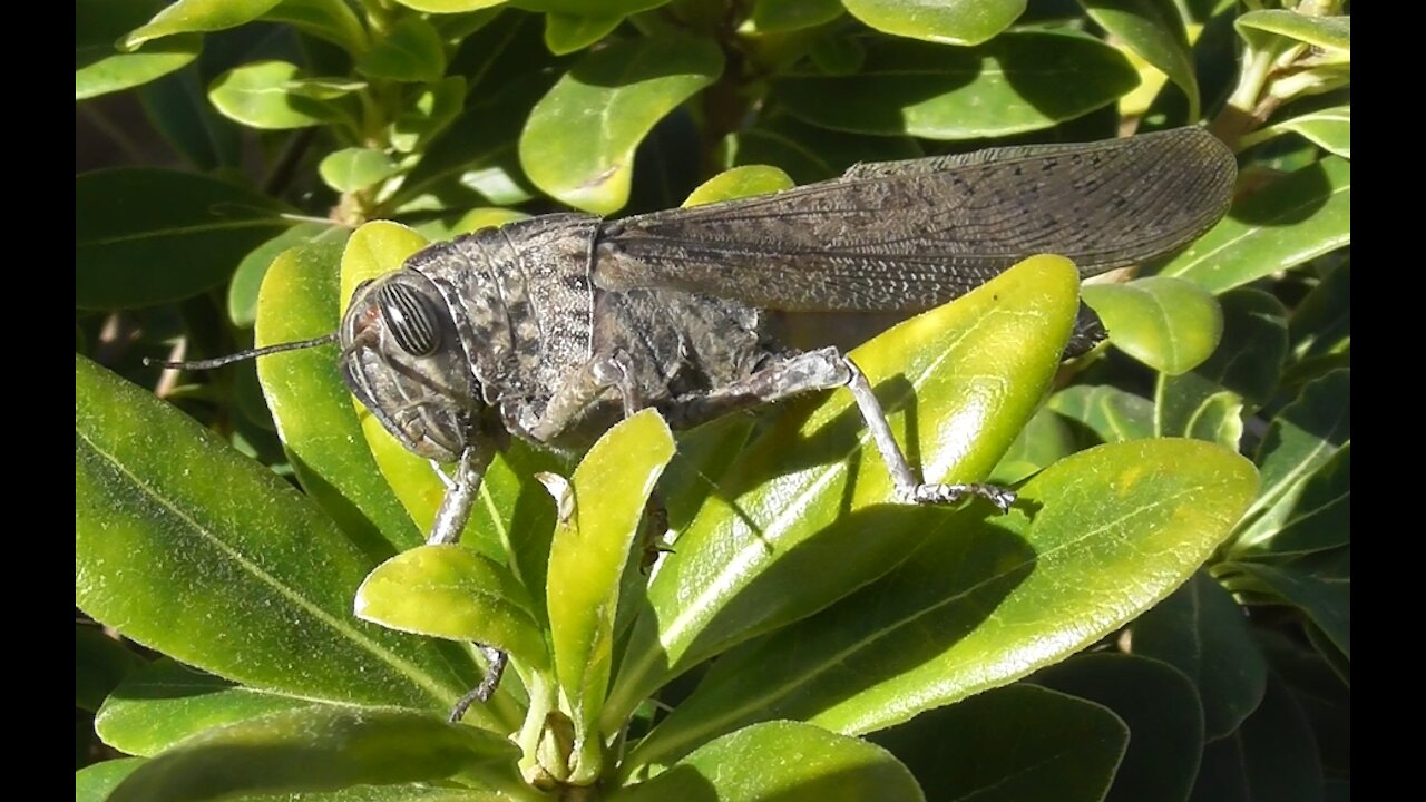 Locusts on a green leaf