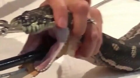 Yummy beach towel removed from Hungry snake 😂