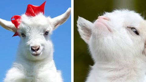 Baby goats training to play