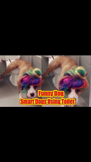 Smart Dogs Using Toilet - Animal Love Funny Videos #shorts