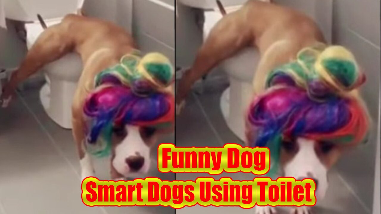 Smart Dogs Using Toilet - Animal Love Funny Videos #shorts