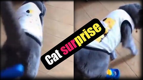 Cat surprise, cat funny walk||