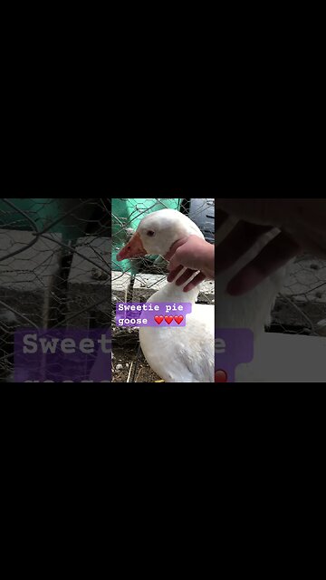 Sweetest goose you’ll ever see ❤️❤️❤️